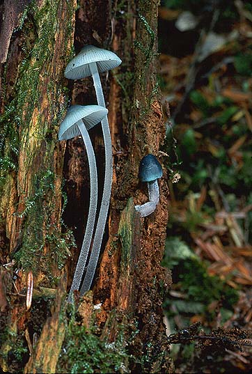Mycena amicta